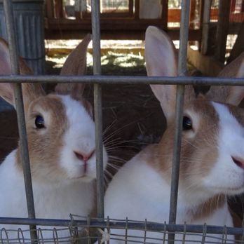 Back-to-Eden Ranch - The bunnies - Attraction Farms Near Me - Gilroy, California