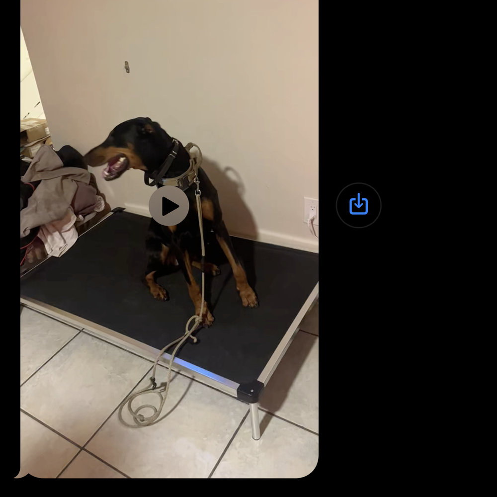 The Everyday Trainer - Athena running on a treadmill because it was so hot in Florida that day - Pet Training Near Me - Winter Springs, Florida The Everyday Trainer - Athena running on a treadmill because it was so hot in Florida that day - Pet Training Near Me - Winter Springs, Florida