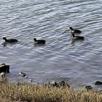 Acqua Hotel - Ducks - Hotels Near Me - Mill Valley, California