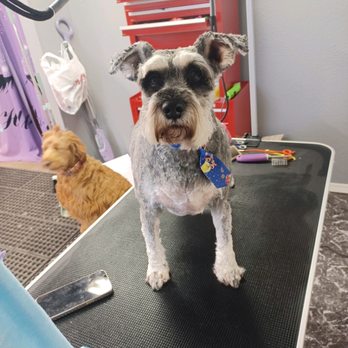 Pawsitive Vibes - Pet Groomers Near Me Pawsitive Vibes - Pet Groomers Near Me