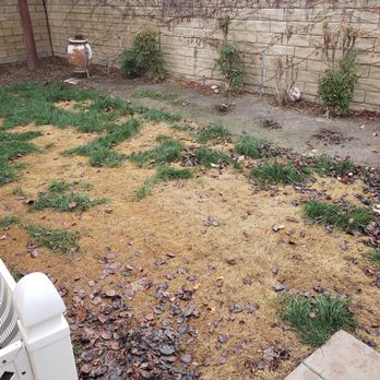 Valley Sod Farm - Shortly after installation - Nurseries & Gardening Near Me - Los Angeles, California Valley Sod Farm - Shortly after installation - Nurseries & Gardening Near Me - Los Angeles, California