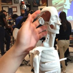 Cobalt Institute of Math and Science - Students in the Biomedical Pathway participate in a Human Body Systems class.