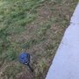 All Year Lawn