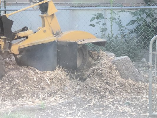 Steve's Stump Grinding