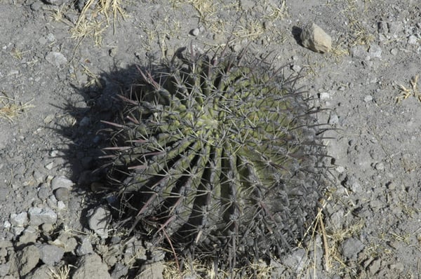 San Pablo Villa de Mitla by null