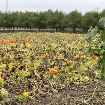 Country Pumpkins - Pumpkin Patches Near Me - Orland, California