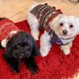Photo of Bonejour Pet Grooming Salon