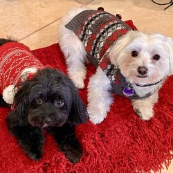 Bonejour Pet Grooming Salon