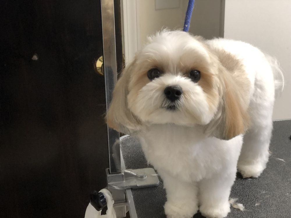 MVP GROOMING Updated August 2024 4078 W Maple Rd, Bloomfield