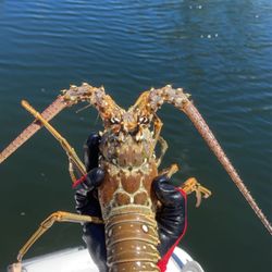 Key Lime Boat Rental - Florida spiny Lobster Lobster season 2022!