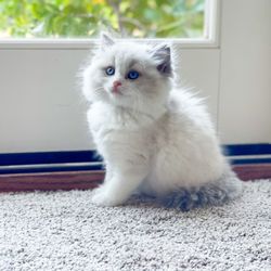 Day Spring Ragdolls