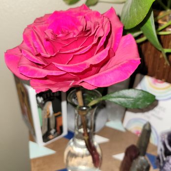 Service Under Grace - A Rose in Full Moon ritual water is allowing this flower to flourish & the color is gorgeous! You can use full moon water for all your needs - Reiki Near Me