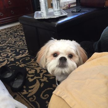 American Grooming Services - I am Groot! - Pet Groomers Near Me - Temecula, California
