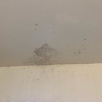 Mendoza Handyman - Old drywall mold condition - Handyman Near Me