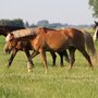 Photo of Stevig In Het Zadel