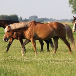 Stevig In Het Zadel - Ponies op het land!