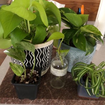Sheelytown Market - Plants and pots from my first visit!! - Nurseries & Gardening Near Me - Omaha, Nebraska Sheelytown Market - Plants and pots from my first visit!! - Nurseries & Gardening Near Me - Omaha, Nebraska