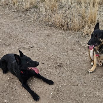 Chatfield Dog Park - Happy New Year 2024 from the Dog Park - Dog Parks Near Me - Littleton, Colorado