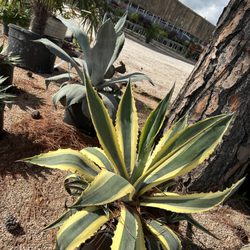 Picturesque Landscaping and Nursery - Agave plant