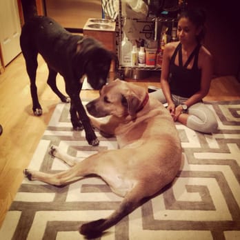 Olympic Dogs - Both pups playing with my sister. - Pet Breeders Near Me