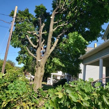 To The Max Tree Service - Tree Services Near Me To The Max Tree Service - Tree Services Near Me