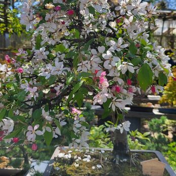 gin bonsai 盆栽ジン-Bonsai Gin- – Luo
