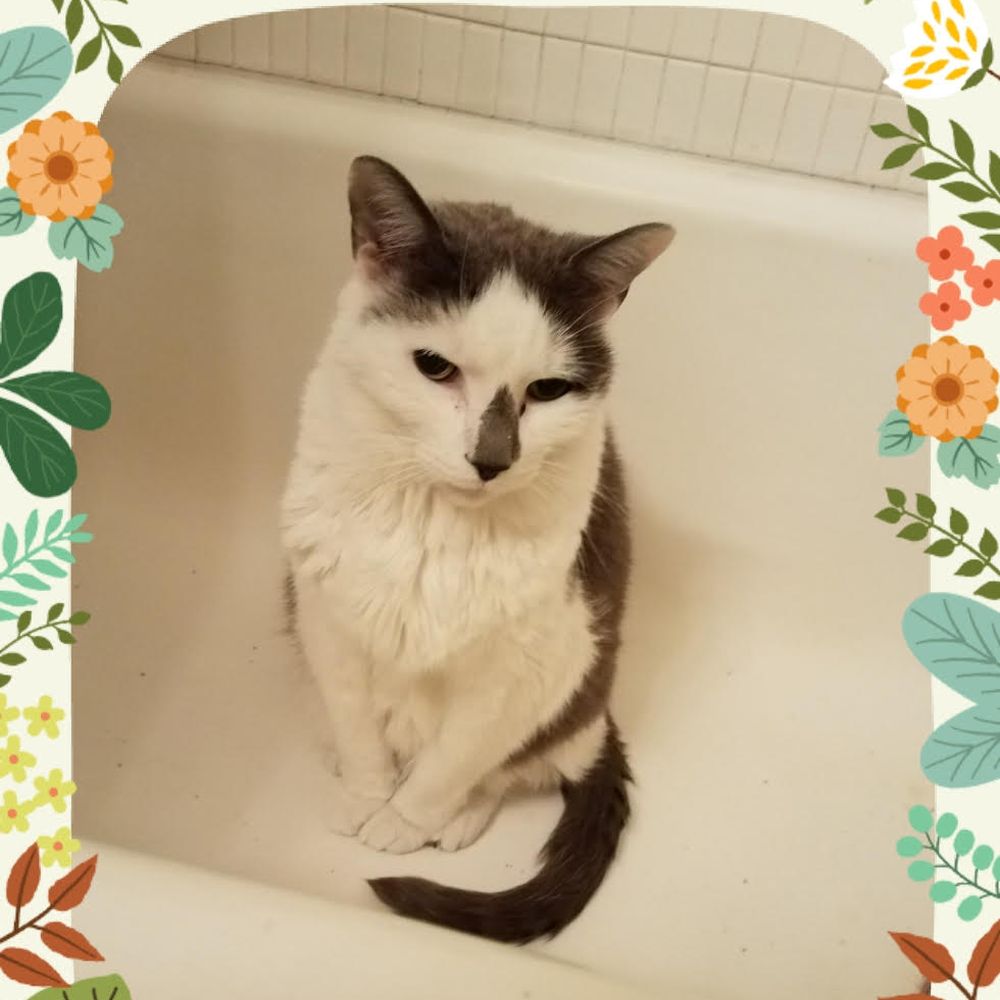 River East Cat Sitters - Pictures Susan (Cat Sitter) at River East Cat Sitters sent to me while she cared for my cat. He truly adores her! He is in the tub grooming - Pet Sitting Near Me - Chicago, Illinois River East Cat Sitters - Pictures Susan (Cat Sitter) at River East Cat Sitters sent to me while she cared for my cat. He truly adores her! He is in the tub grooming - Pet Sitting Near Me - Chicago, Illinois