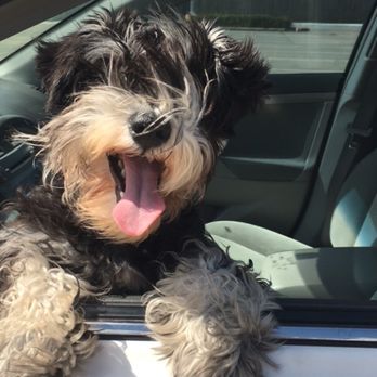 Vergi 24/7 - Vergi did not treat her. They said she wasn't urgent. - Veterinarians Near Me - Houston, Texas