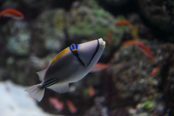 Singapore Oceanarium by null