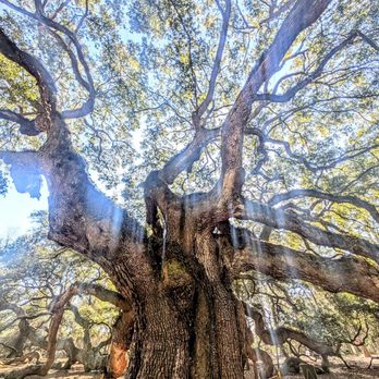 Angel Oak - Angel Tree - Parks Near Me - Johns Island, South Carolina Angel Oak - Angel Tree - Parks Near Me - Johns Island, South Carolina