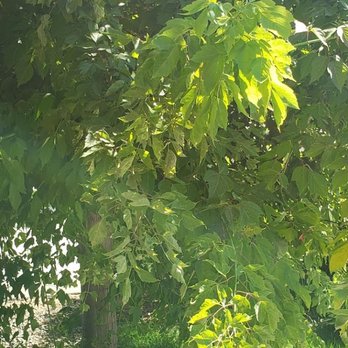 Cornerstone Property Management - Tree not trimmed - Property Management Near Me - Meridian, Idaho