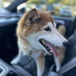 Redwood Veterinary Hospital - Last Pic of my 15 year old Shiba.