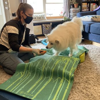 Canine PT and Me - Dr. Kelsey and Ronan working on balance and core strength - Animal Physical Therapy Near Me Canine PT and Me - Dr. Kelsey and Ronan working on balance and core strength - Animal Physical Therapy Near Me