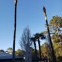 Photo of JM Tree Services