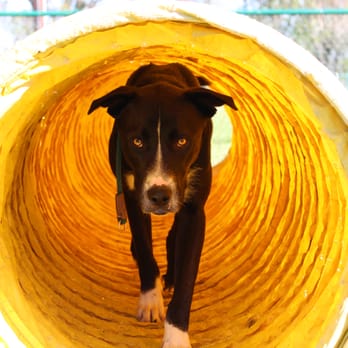 Presentable K-9 - Pet Training Near Me