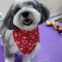 Photo of Sylvia's Pet Care