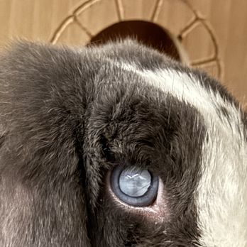 Veterinary Eye Clinic - Right-eye before cataract surgery. No eyesight from that eye. (About 2 months since cataract was first diagnosed) - Veterinarians Near Me - Alhambra, California