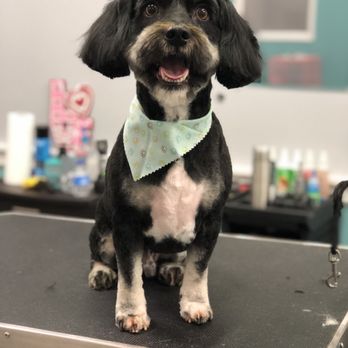 Salty Dog Salon & Spa - Pet Groomers Near Me - Conway, South Carolina Salty Dog Salon & Spa - Pet Groomers Near Me - Conway, South Carolina