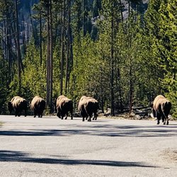 Madison - Madison herd