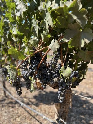Roblar Winery and Vineyards - Santa Ynez Estate Tasting Room by null