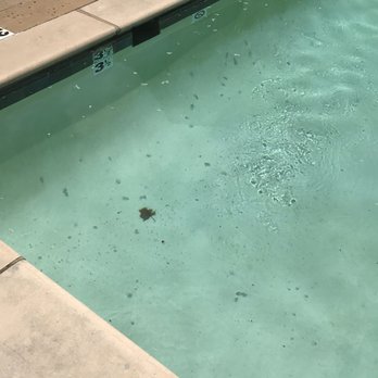 Campus Crossings on Highland - Looks like shit in the pool - Apartments Near Me - Baton Rouge, Louisiana Campus Crossings on Highland - Looks like shit in the pool - Apartments Near Me - Baton Rouge, Louisiana