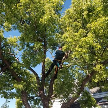 Malotte Enterprises - Cleaning up our shade tree - Tree Services Near Me