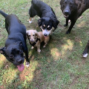 Home Buddy Company - Dog Walkers Near Me