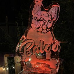 French Bulldog Baloo French Bulldog Baloo