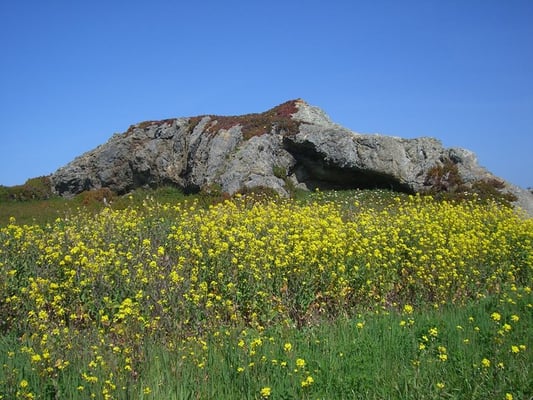 Salt Point State Park by null
