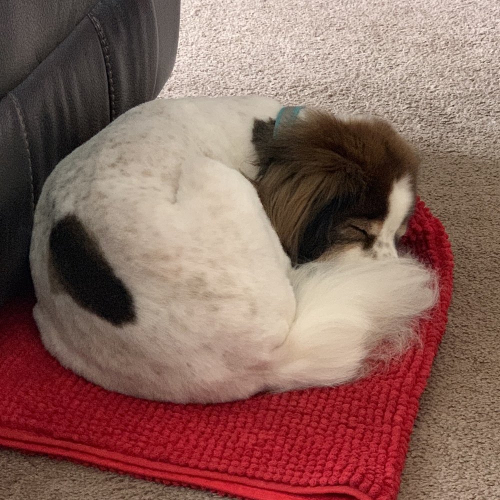4 Dogs Grooming - Pet Groomers Near Me - Torrance, California 4 Dogs Grooming - Pet Groomers Near Me - Torrance, California