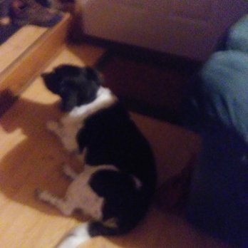 Dirty Paws Mobile Groomer - Pet Groomers Near Me Dirty Paws Mobile Groomer - Pet Groomers Near Me