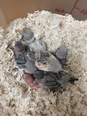 Birds & More by null