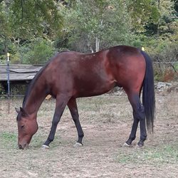 four lucky paws mobile grooming