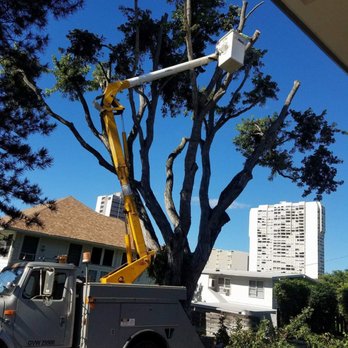 Affordable General Services - Tree trimming - Tree Services Near Me - Honolulu, Hawaii Affordable General Services - Tree trimming - Tree Services Near Me - Honolulu, Hawaii